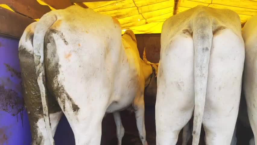 वणी: जनावरांच्या तेलंगणात तस्करीप्रकरणी मेंढोली येथे शिरपूर पोलिसांची कारवाई, ३ बैलांची सुटका करत दोघांना केली अटक