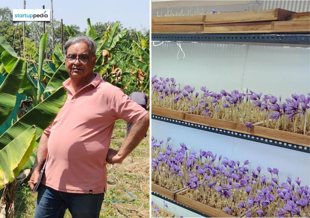 Retired techie teaches farmers how to grow saffron at home