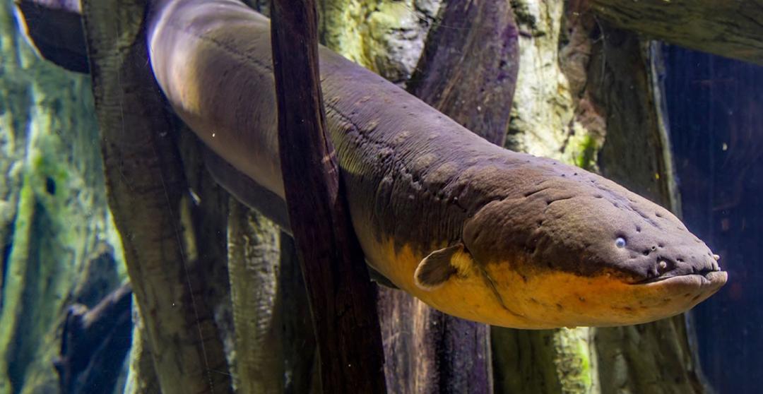 What are electric eels and how can they generate electricity?