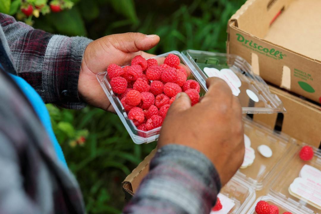 Having berries, red wine & tea may reduce risk of dementia: Study