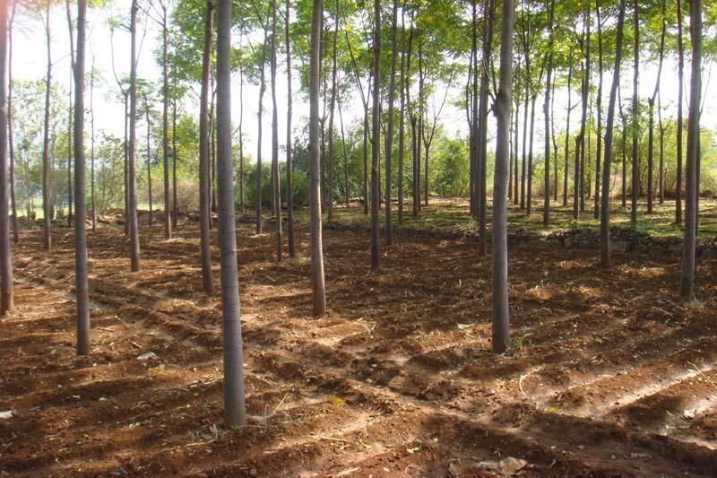 Malabar neem farming: Profitable low-cost tree business