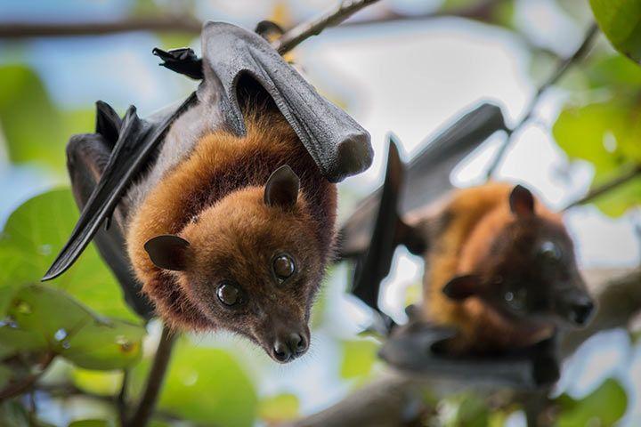 Fruit bat consumption poses major health risks, say experts
