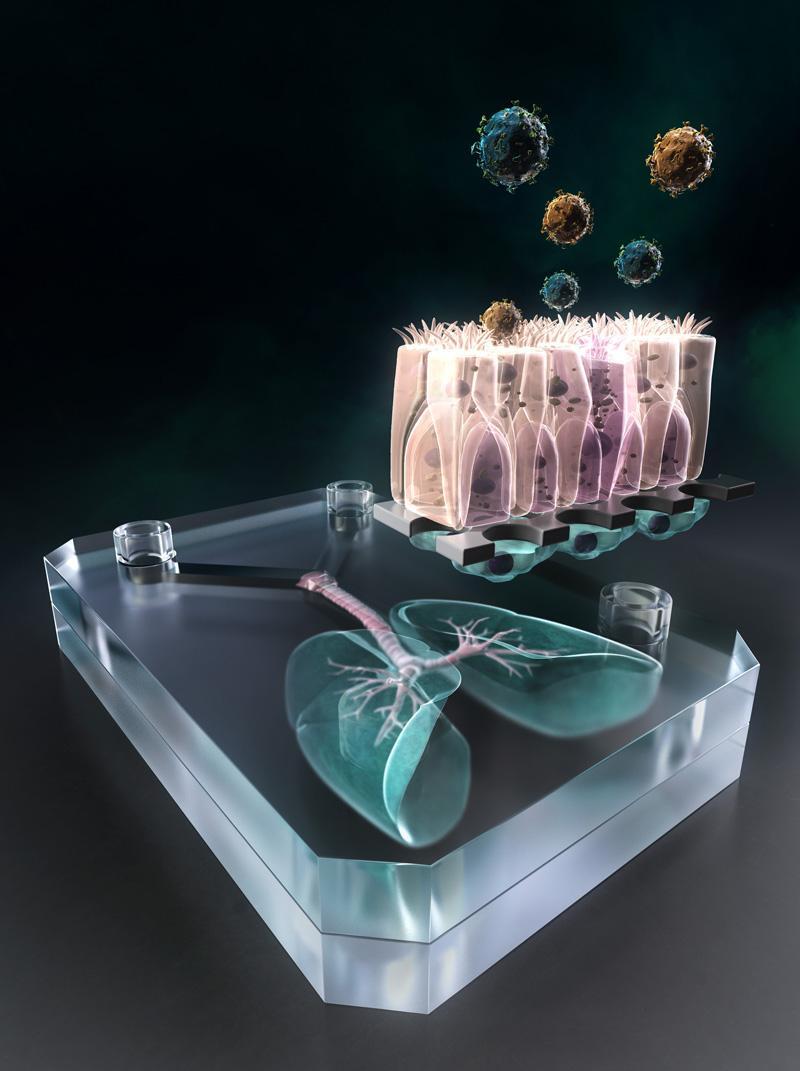 'Lung-on-a-chip' which may help detect, fight pandemics early developed
