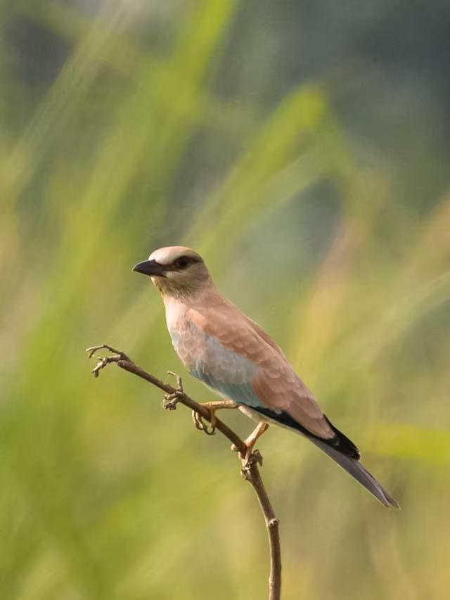 Winter behaviour can predict springtime divorce in birds: Study