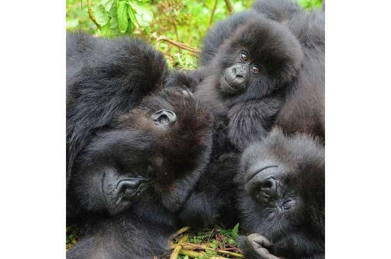 Gorillas seek out old female friends even after years apart: Study