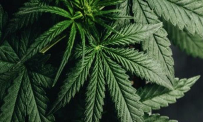 Cannabis use may raise diabetes risk by 4 times: Study