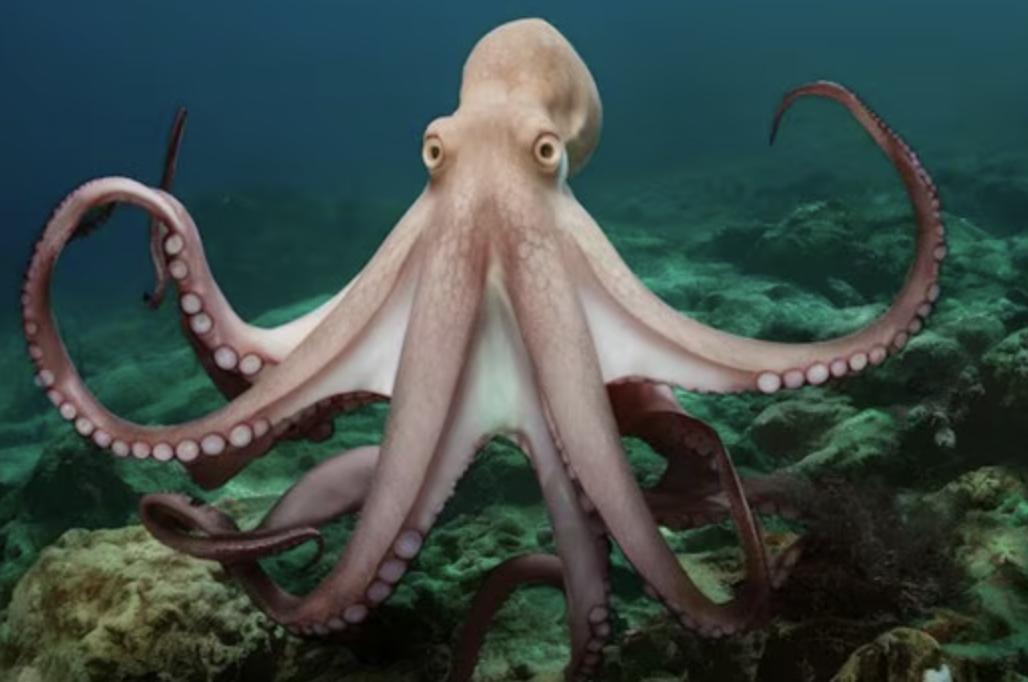 Octopuses can do any task using any of their 8 arms: Study