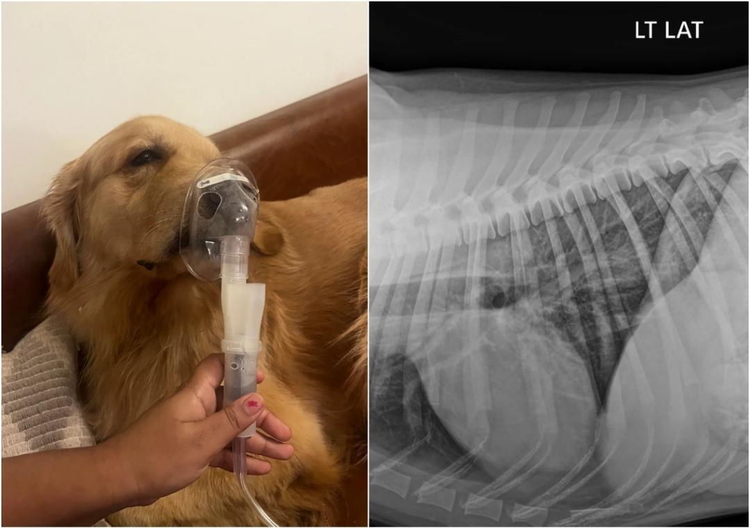 Pic shows dog using nebuliser amid Delhi air pollution, owner says 'Whole family unwell'