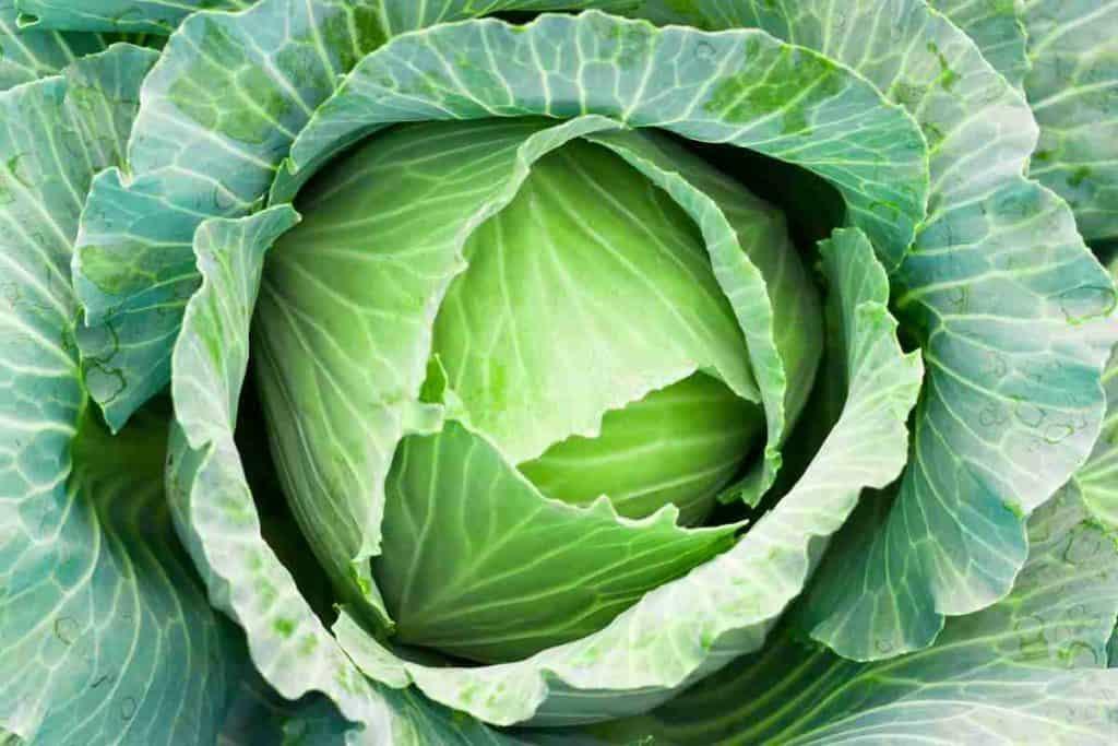 Dietitian explains if cabbage can help boost brain health 