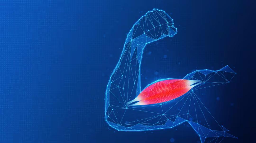 Scientists find fast immune signal that speeds up muscle repair