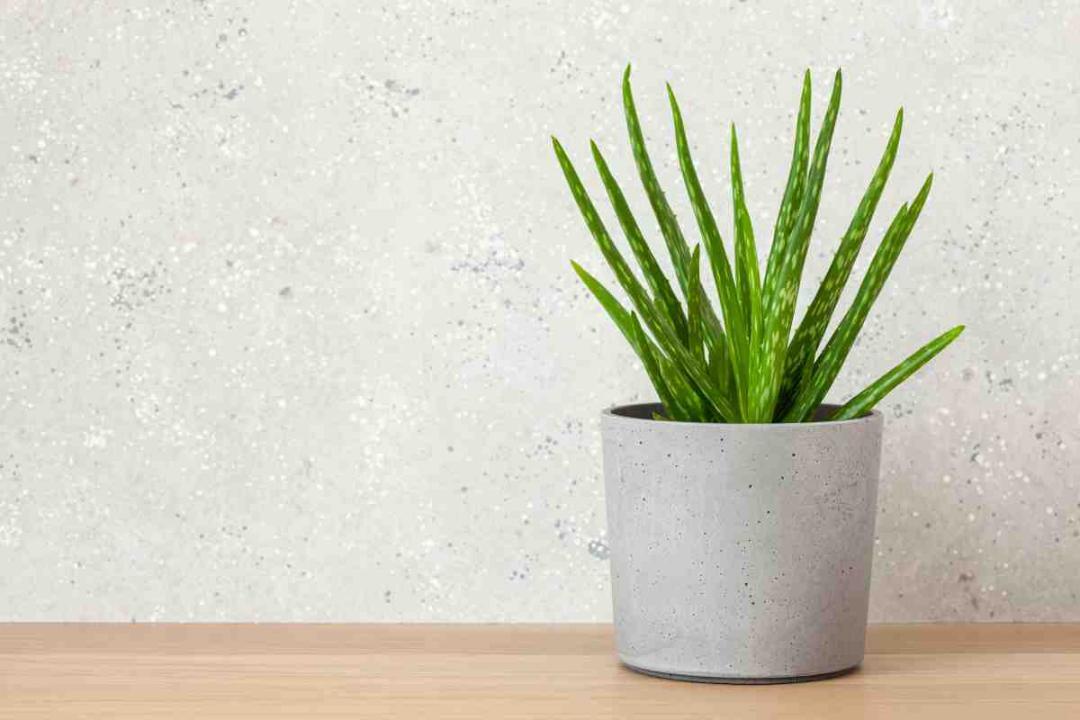 Does an aloe vera plant truly boost your home’s oxygen levels?