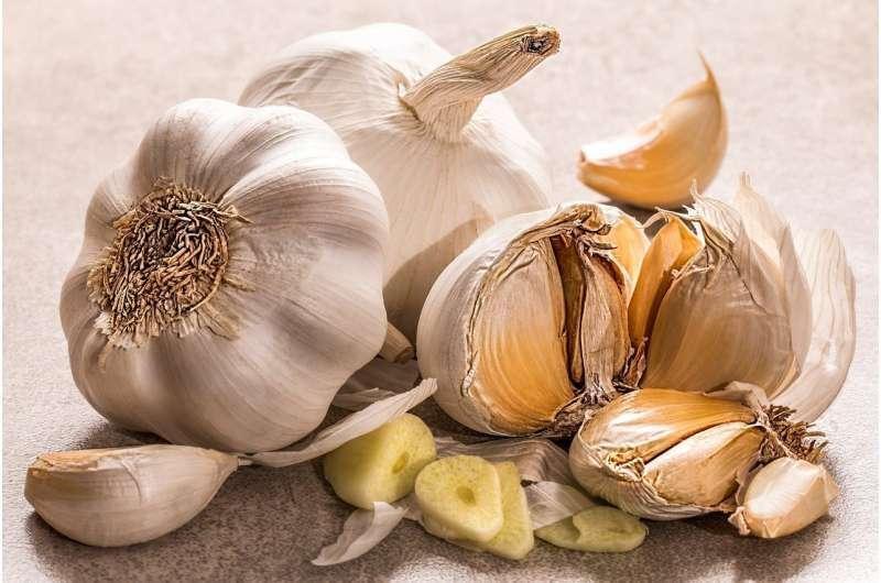 What happens to the body when a person starts the day with 2 garlic cloves?