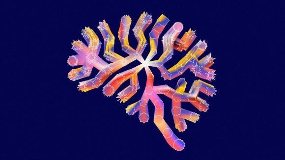 Scientists unveil first draft of atlas of developing brain