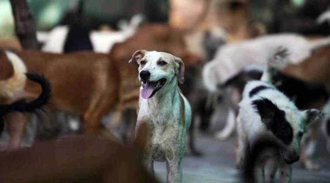 Remove stray dogs from premises of schools, bus stands, hospitals, railway stations: SC