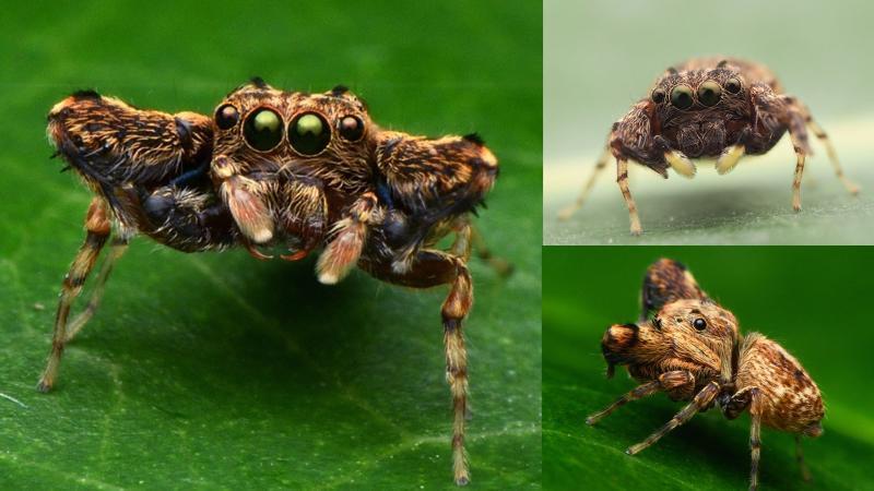Pilia jumping spider rediscovered in Western Ghats