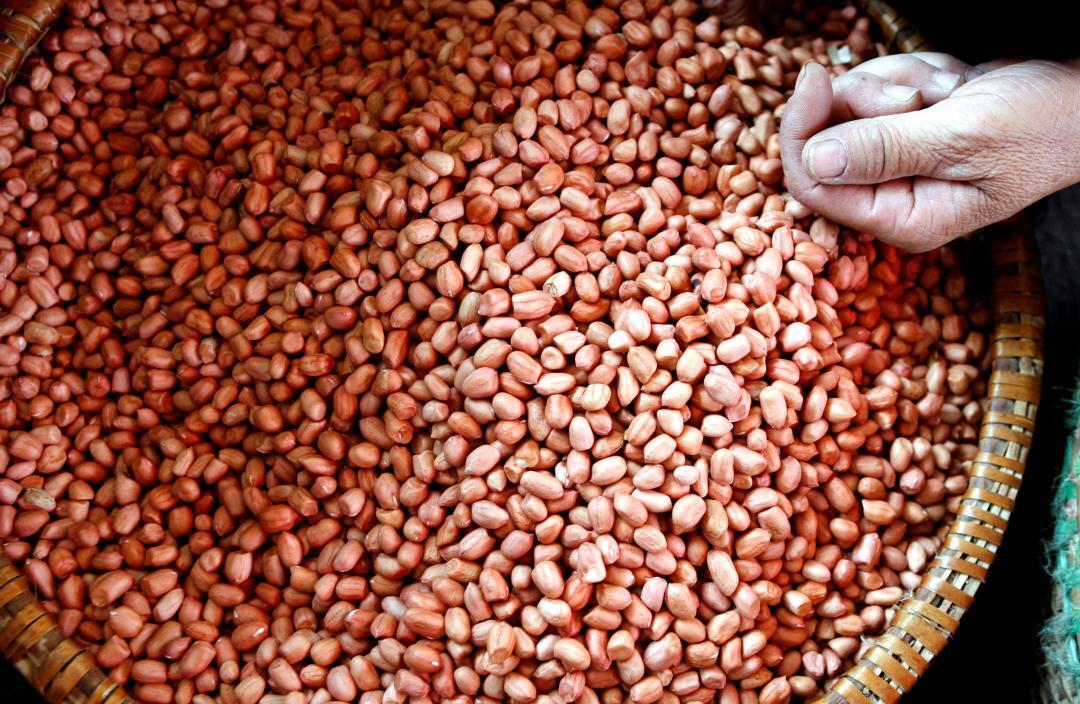 Peanuts improve blood flow to brain, boost memory by 5.8%: Study