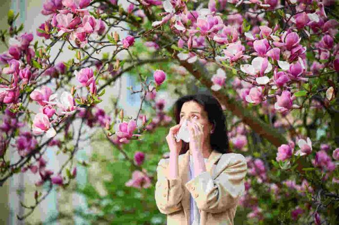 Does hay fever weaken your immune system? 