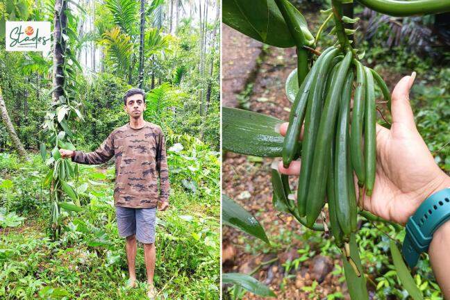 How this Goa farmer makes ₹15 lakh per acre from vanilla farming