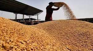Govt extends stock limits on wheat till March 2026