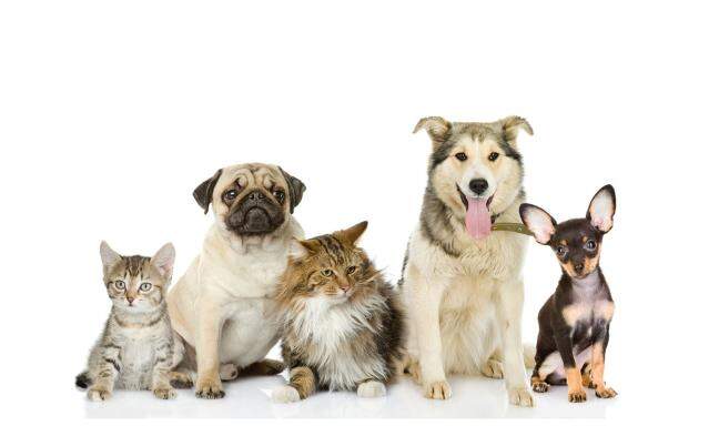 How is AI making pet care smarter with Pawzeeble?