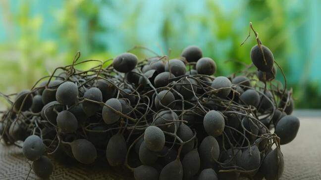 Did you know about velvet tamarind, a leguminous superfruit?




