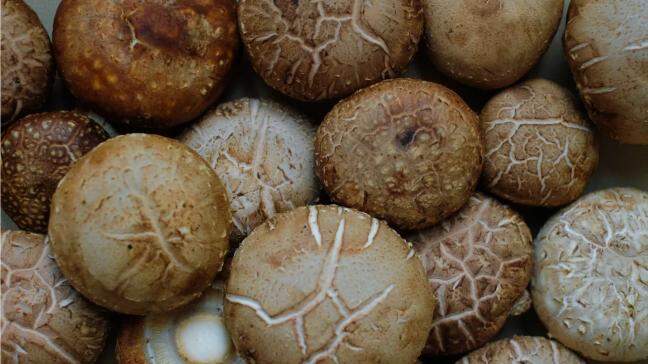 How is the shiitake mushroom taking over the growing vegan market?