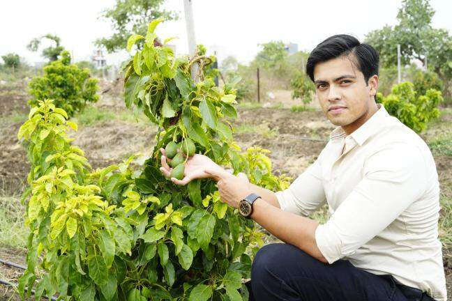 Why Avocado could be India’s next big farm goldmine