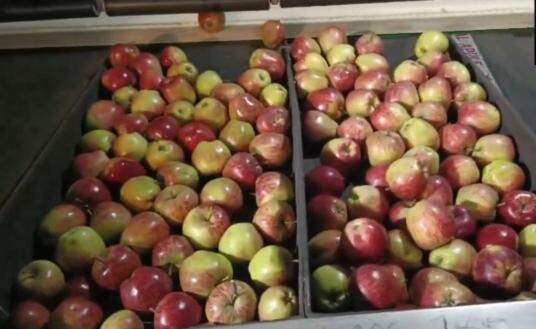 Himachal apple farmers hit hard by rains, seek govt action