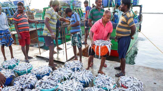 India's seafood sector diversifies beyond US amid rising tariffs