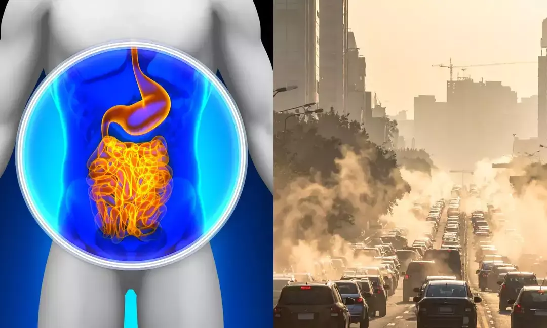 How does dirty air quietly damage your gut?
