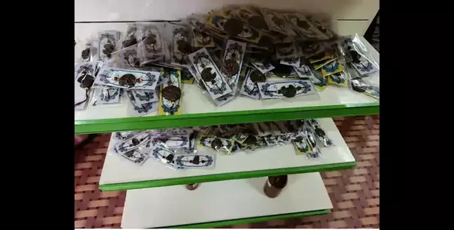 Cow dung rakhis sprout eco-friendly festive trend