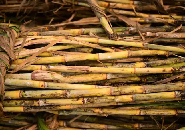 India may resume sugar exports from Oct on strong output