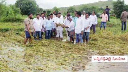 రాయచోటి: లక్కిరెడ్డిపల్లె మండలంలో పంటనష్టాన్ని పరిశీలించిన ప్రభుత్వ చీఫ్ విప్, ఎంపీపీ లు